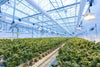 Over 80% of UK Population Do Not Know that Cannabis Flower Is Legally Available on Prescription