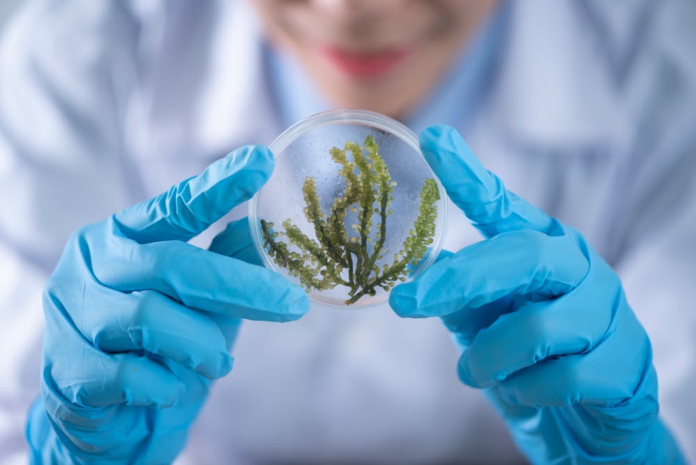 Is CBD Oil effective in the treatment of Multiple Sclerosis?