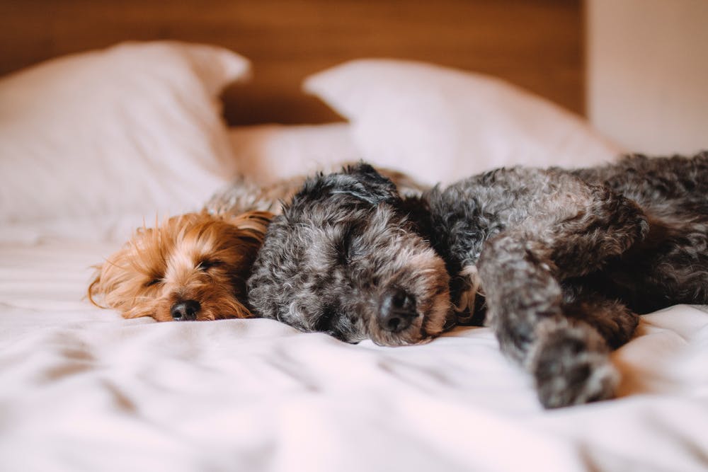 Can CBD Help You Sleep?