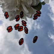 Cannacares Tablets 60 Capsules 30mg CBD Capsules 60pk - Vegan Friendly